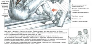 Мои любимые упражнения: тяга нижнего блока к поясу сидя